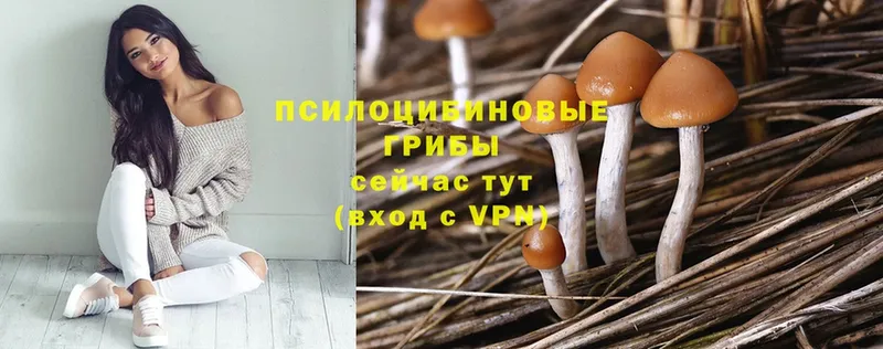 Галлюциногенные грибы MAGIC MUSHROOMS  Шуя 